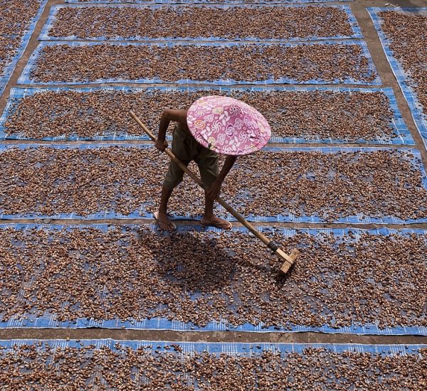 A cocoa farmer dries his cocoa beans under the hot humid Indonesian sun, Sulawesi Island.  (Photo by Christopher Pillitz/Getty Images)